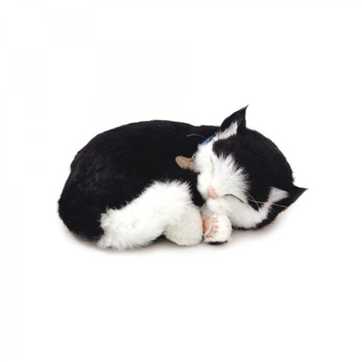 Adorable Black and White Short - haired Kitten from Perfect Petzzz