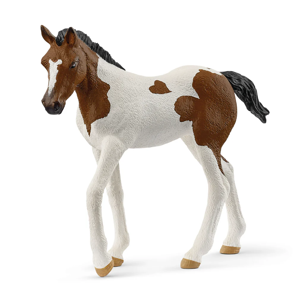 Adorable Pinto Horse Foal with Unusual Coat Pattern