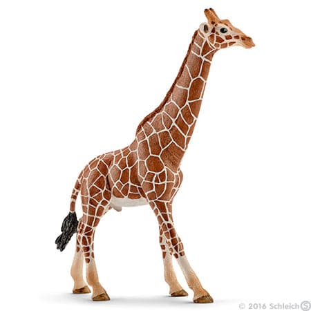 Male Giraffe - The Majestic Land Animal