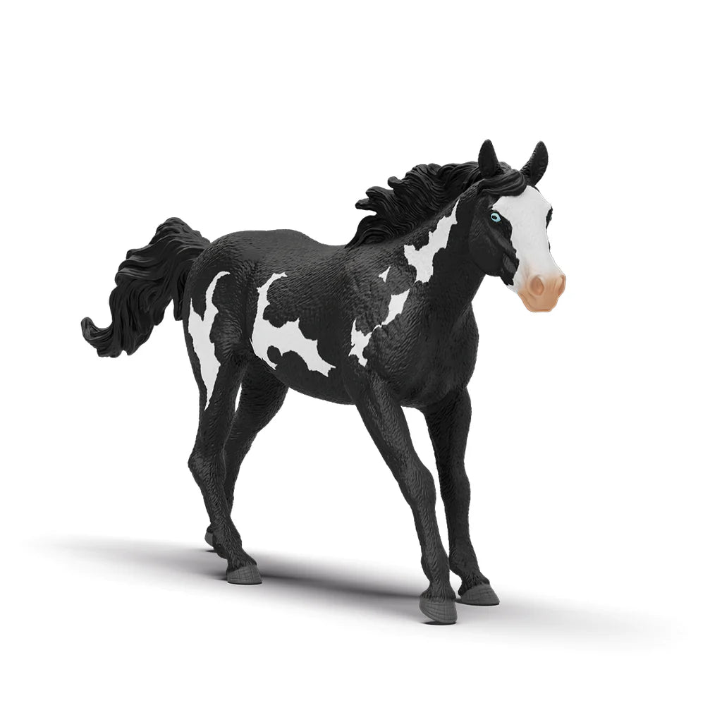 Striking Piebald Paint Horse Gelding for Riding Adventures