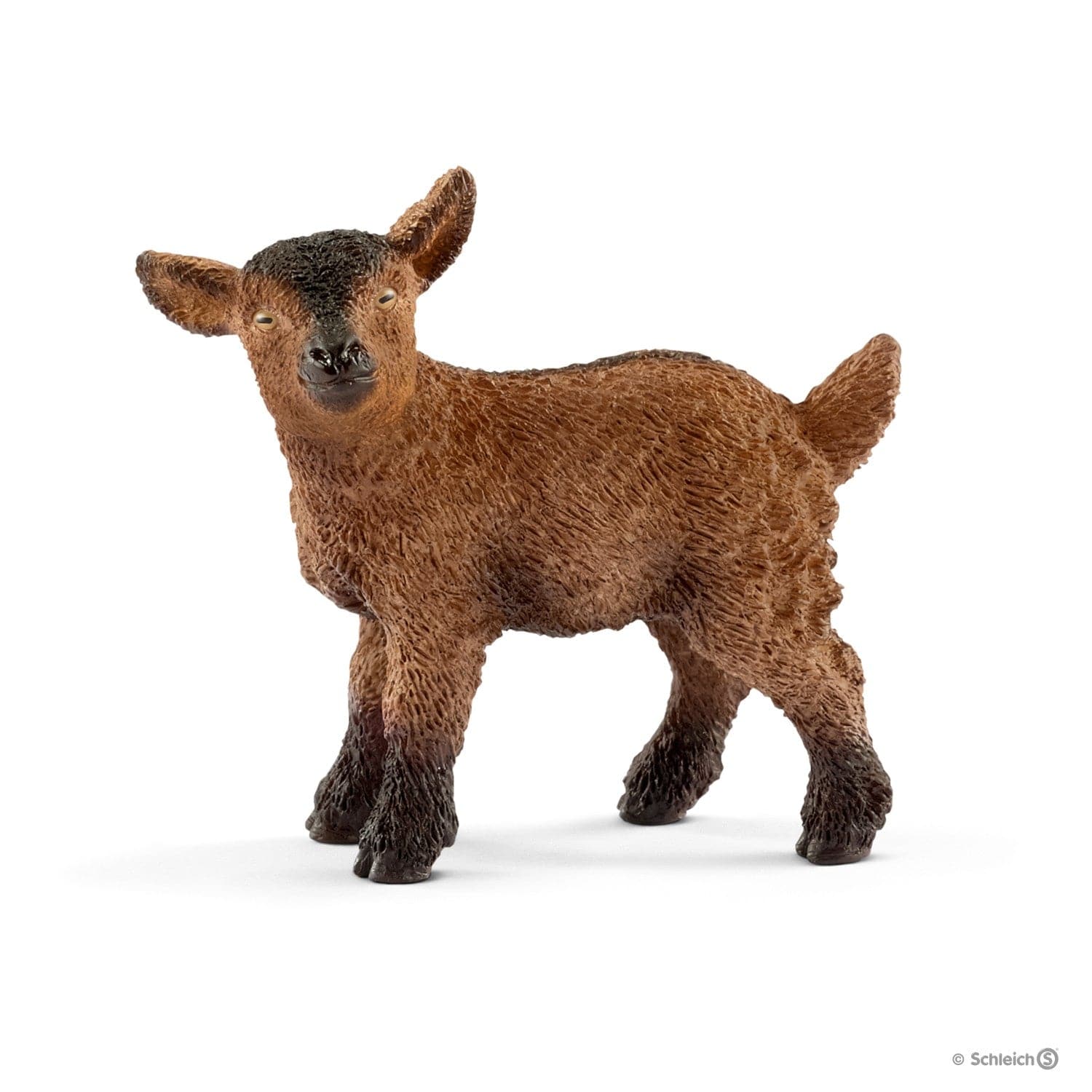 Young Goat - Kid