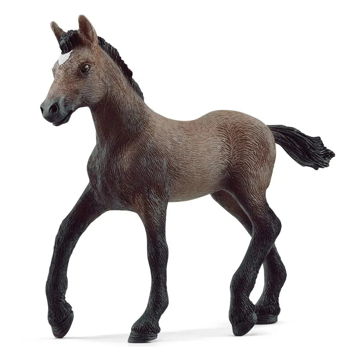 Adorable Peruvian Paso Young Foal with Curious Nature
