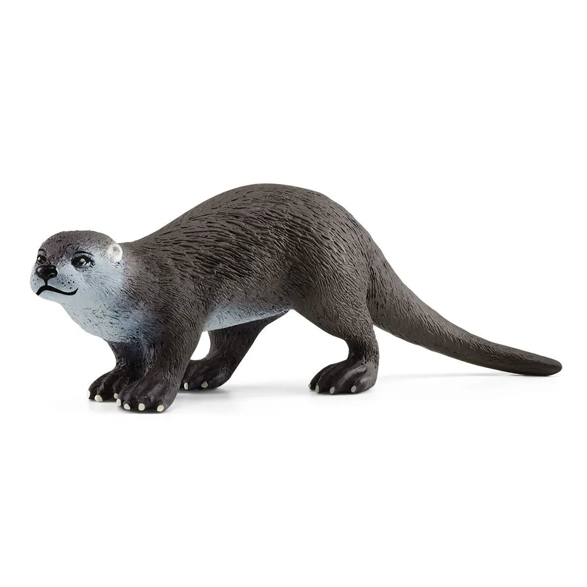 Adorable Otter with Dense Silky Coat and Powerful Paws