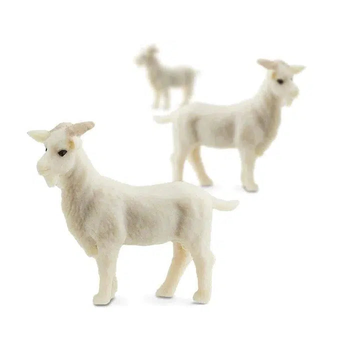 Lucky Miniature Domestic Goats for Farm Projects and Giveaways