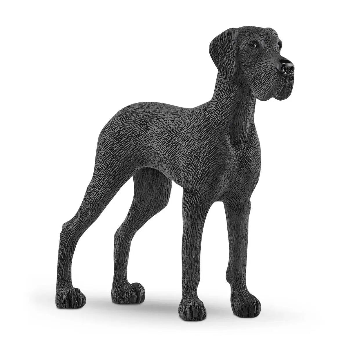 Trustworthy Great Dane: A Big Black Dog with Playful Spirit