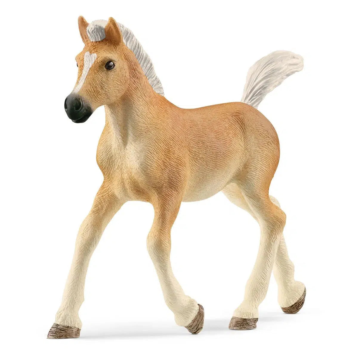 Adorable Cream - Colored Haflinger Foal with Snow - White Mane